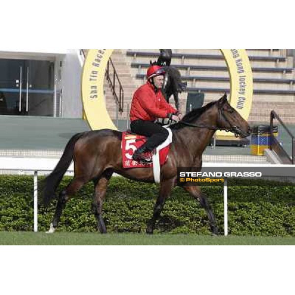 Morning trackworks at Sha Tin - Zazou Hong Kong - Sha Tin racecourse, 7th dec. 2011 ph.Stefano Grasso