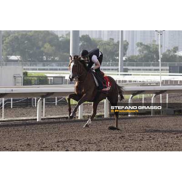 Morning trackworks at Sha Tin - Durban Thunder Hong Kong - Sha Tin racecourse, 7th dec. 2011 ph.Stefano Grasso