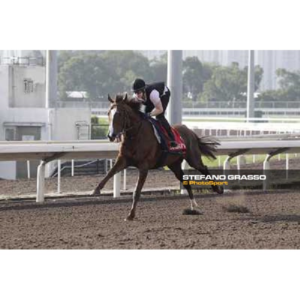 Morning trackworks at Sha Tin - Durban Thunder Hong Kong - Sha Tin racecourse, 7th dec. 2011 ph.Stefano Grasso