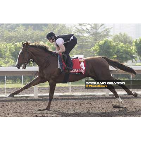 Morning trackworks at Sha Tin - Durban Thunder Hong Kong - Sha Tin racecourse, 7th dec. 2011 ph.Stefano Grasso