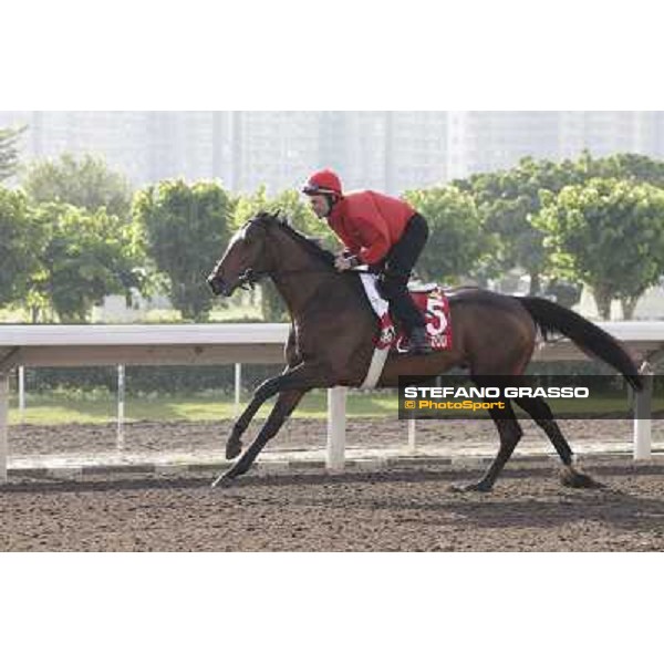 Morning trackworks at Sha Tin - Zazou Hong Kong - Sha Tin racecourse, 7th dec. 2011 ph.Stefano Grasso