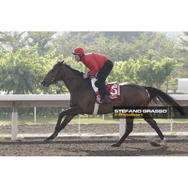 Morning trackworks at Sha Tin - Zazou Hong Kong - Sha Tin racecourse, 7th dec. 2011 ph.Stefano Grasso