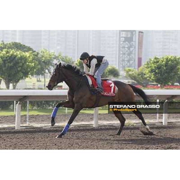 Morning trackworks at Sha Tin - Cirrus des Aigles Hong Kong - Sha Tin racecourse, 7th dec. 2011 ph.Stefano Grasso