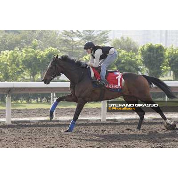 Morning trackworks at Sha Tin - Cirrus des Aigles Hong Kong - Sha Tin racecourse, 7th dec. 2011 ph.Stefano Grasso