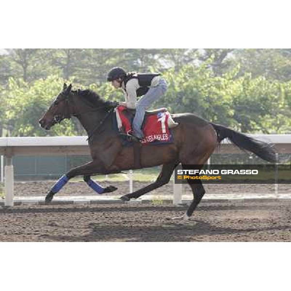 Morning trackworks at Sha Tin - Cirrus des Aigles Hong Kong - Sha Tin racecourse, 7th dec. 2011 ph.Stefano Grasso