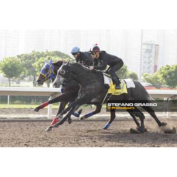 Morning trackworks at Sha Tin - The Japan connection - Apapane, Pas de Trois, Curren Chan Hong Kong - Sha Tin racecourse, 7th dec. 2011 ph.Stefano Grasso