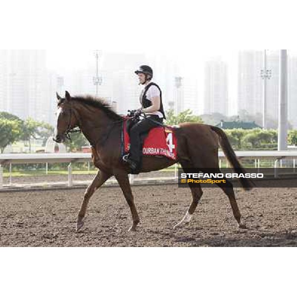 Morning trackworks at Sha Tin - Durban Thunder Hong Kong - Sha Tin racecourse, 7th dec. 2011 ph.Stefano Grasso