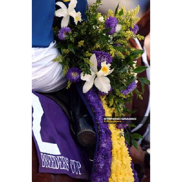 close up for Speighstown, winner of Breeders\' Cup Sprint Dallas 30th october 2004 ph. Stefano Grasso