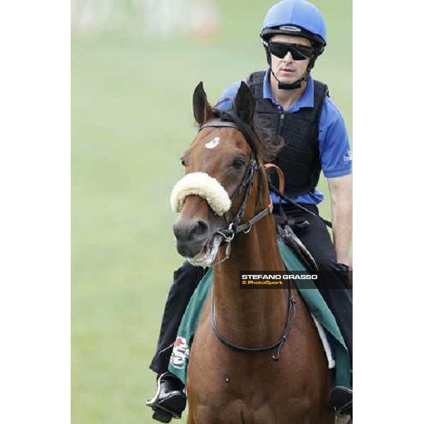 Morning trackworks at Sha Tin racecourse - Campanologist Hong Kong, 8th dec. 2011 ph.Stefano Grasso