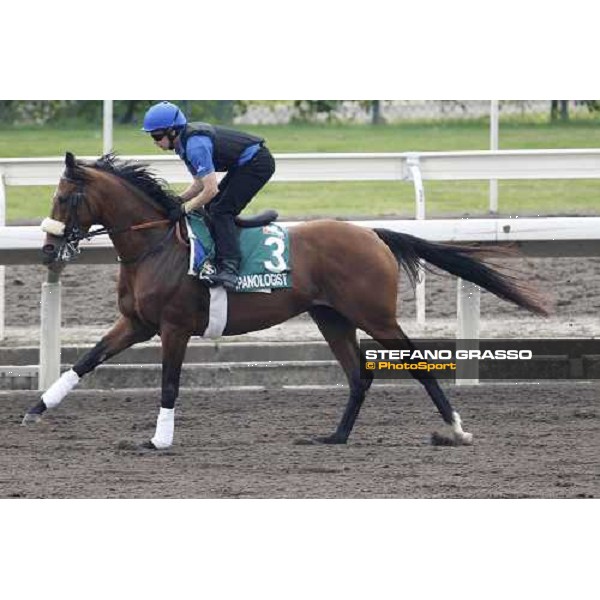 Morning trackworks at Sha Tin racecourse - Campanologist Hong Kong, 8th dec. 2011 ph.Stefano Grasso