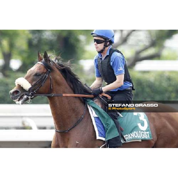 Morning trackworks at Sha Tin racecourse - Campanologist Hong Kong, 8th dec. 2011 ph.Stefano Grasso