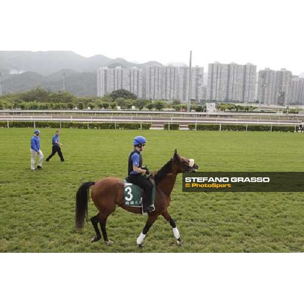 Morning trackworks at Sha Tin racecourse - Campanologist Hong Kong, 8th dec. 2011 ph.Stefano Grasso