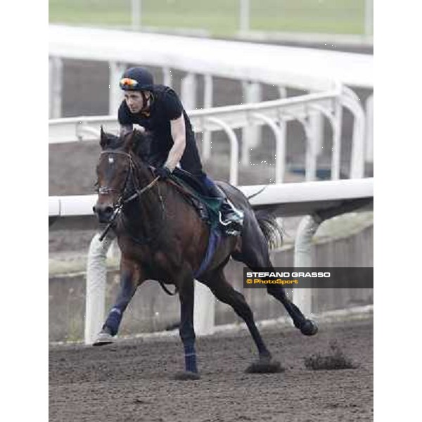 Morning trackworks at Sha Tin racecourse - Jakkalberry Hong Kong, 8th dec. 2011 ph.Stefano Grasso