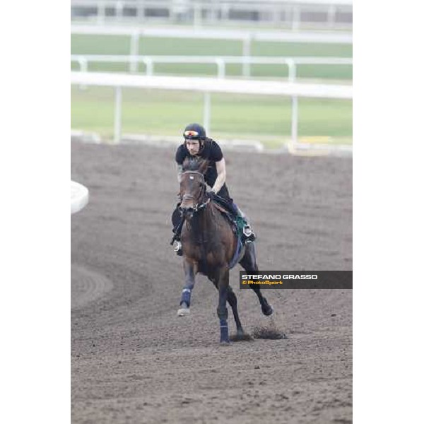 Morning trackworks at Sha Tin racecourse - Jakkalberry Hong Kong, 8th dec. 2011 ph.Stefano Grasso