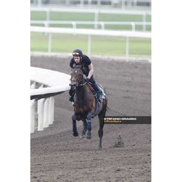 Morning trackworks at Sha Tin racecourse - Jakkalberry Hong Kong, 8th dec. 2011 ph.Stefano Grasso