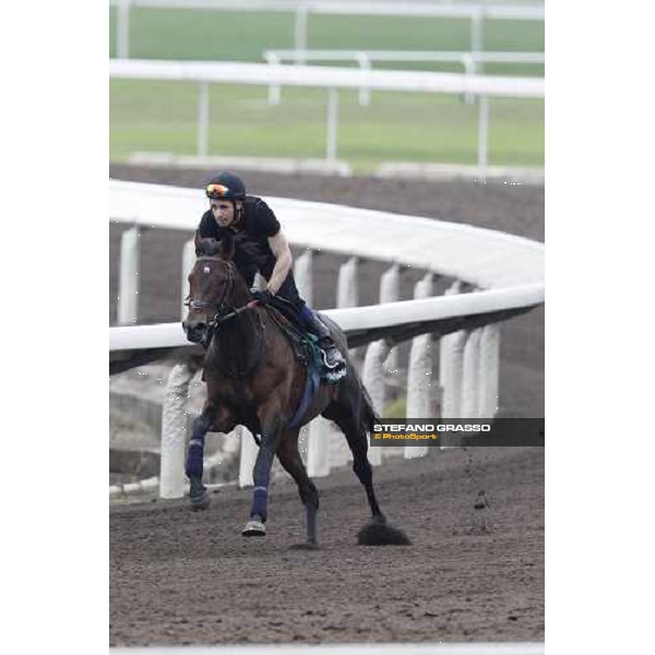 Morning trackworks at Sha Tin racecourse - Jakkalberry Hong Kong, 8th dec. 2011 ph.Stefano Grasso