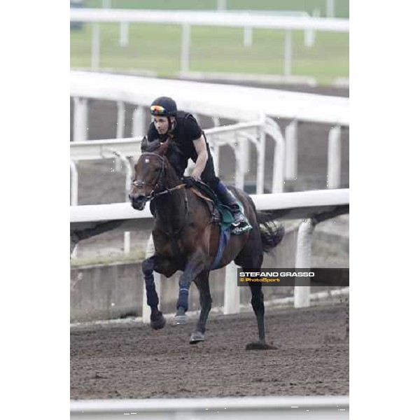 Morning trackworks at Sha Tin racecourse - Jakkalberry Hong Kong, 8th dec. 2011 ph.Stefano Grasso