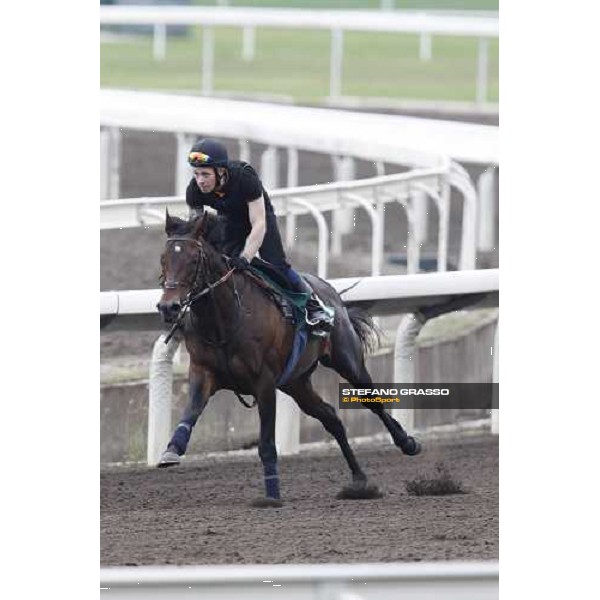 Morning trackworks at Sha Tin racecourse - Jakkalberry Hong Kong, 8th dec. 2011 ph.Stefano Grasso