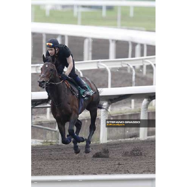 Morning trackworks at Sha Tin racecourse - Jakkalberry Hong Kong, 8th dec. 2011 ph.Stefano Grasso