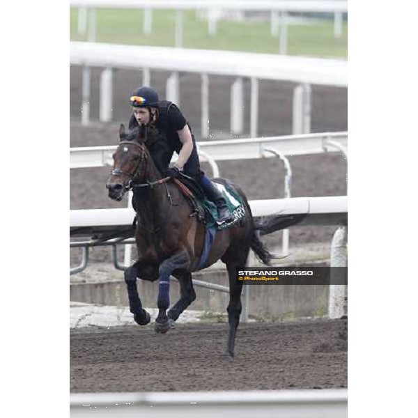 Morning trackworks at Sha Tin racecourse - Jakkalberry Hong Kong, 8th dec. 2011 ph.Stefano Grasso