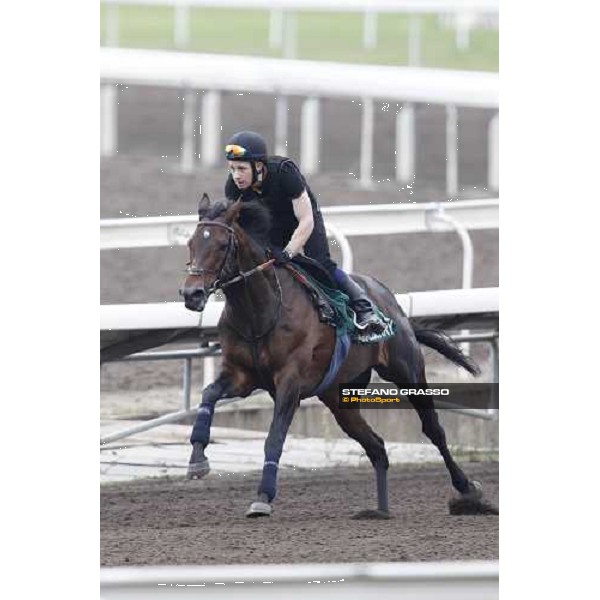 Morning trackworks at Sha Tin racecourse - Jakkalberry Hong Kong, 8th dec. 2011 ph.Stefano Grasso