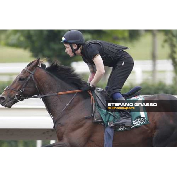 Morning trackworks at Sha Tin racecourse - Jakkalberry Hong Kong, 8th dec. 2011 ph.Stefano Grasso