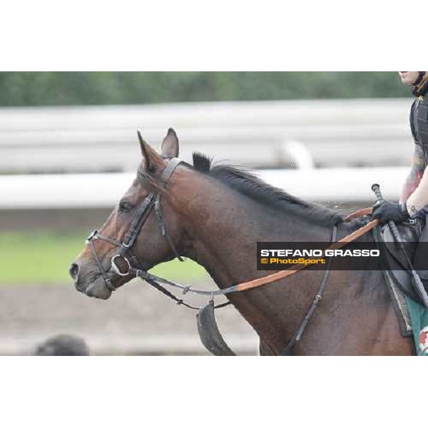 Morning trackworks at Sha Tin racecourse - Jakkalberry Hong Kong, 8th dec. 2011 ph.Stefano Grasso