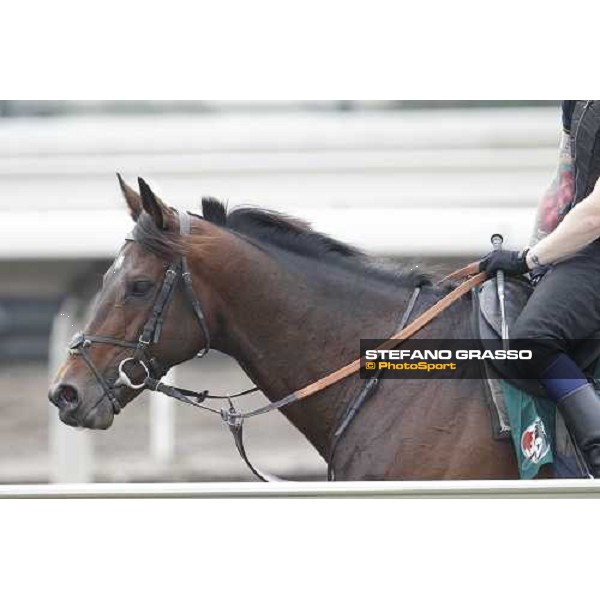 Morning trackworks at Sha Tin racecourse - Jakkalberry Hong Kong, 8th dec. 2011 ph.Stefano Grasso