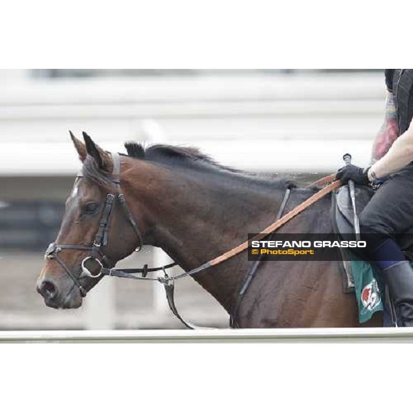 Morning trackworks at Sha Tin racecourse - Jakkalberry Hong Kong, 8th dec. 2011 ph.Stefano Grasso