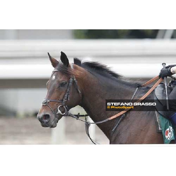 Morning trackworks at Sha Tin racecourse - Jakkalberry Hong Kong, 8th dec. 2011 ph.Stefano Grasso