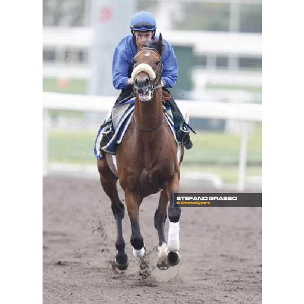 Morning trackworks at Sha Tin racecourse - Campanologist Hong Kong, 9th dec. 2011 ph.Stefano Grasso