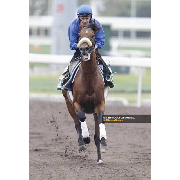 Morning trackworks at Sha Tin racecourse - Campanologist Hong Kong, 9th dec. 2011 ph.Stefano Grasso