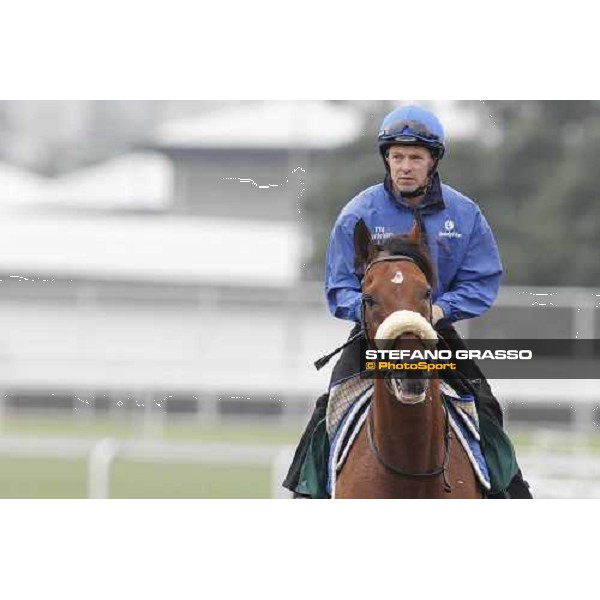 Morning trackworks at Sha Tin racecourse - Campanologist Hong Kong, 9th dec. 2011 ph.Stefano Grasso