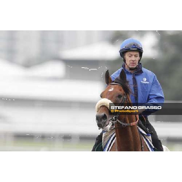 Morning trackworks at Sha Tin racecourse - Campanologist Hong Kong, 9th dec. 2011 ph.Stefano Grasso