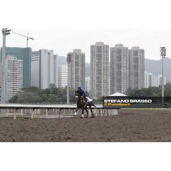 Morning trackworks at Sha Tin racecourse - Campanologist Hong Kong, 9th dec. 2011 ph.Stefano Grasso