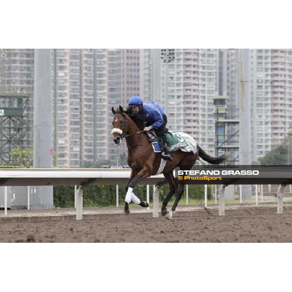 Morning trackworks at Sha Tin racecourse - Campanologist Hong Kong, 9th dec. 2011 ph.Stefano Grasso