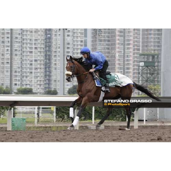 Morning trackworks at Sha Tin racecourse - Campanologist Hong Kong, 9th dec. 2011 ph.Stefano Grasso