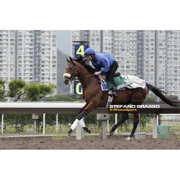 Morning trackworks at Sha Tin racecourse - Campanologist Hong Kong, 9th dec. 2011 ph.Stefano Grasso