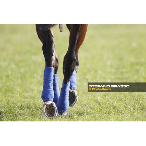 Morning trackworks at Sha Tin racecourse - Apapane Hong Kong, 10th dec. 2011 ph.Stefano Grasso