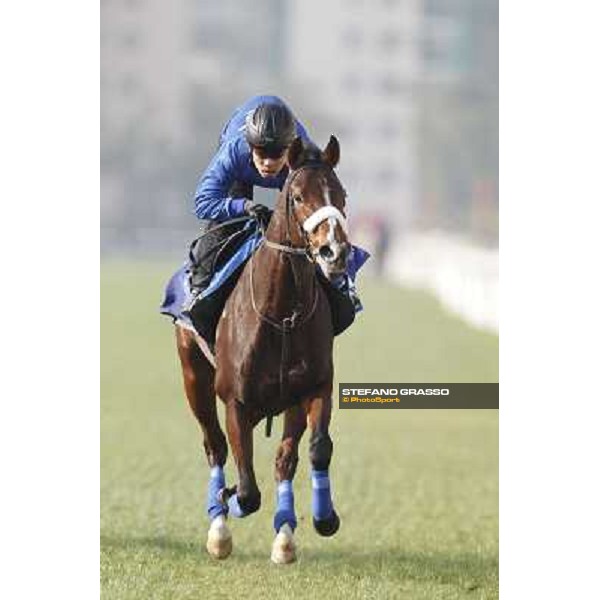 Morning trackworks at Sha Tin racecourse - Apapane Hong Kong, 10th dec. 2011 ph.Stefano Grasso