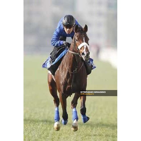 Morning trackworks at Sha Tin racecourse - Apapane Hong Kong, 10th dec. 2011 ph.Stefano Grasso