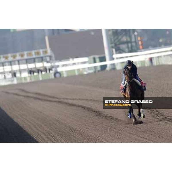 Morning trackworks at Sha Tin racecourse - Cirrus des Aigles Hong Kong, 10th dec. 2011 ph.Stefano Grasso