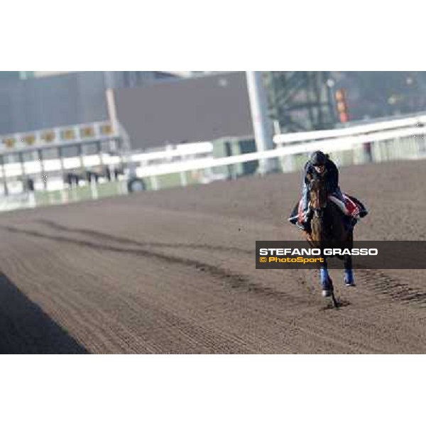 Morning trackworks at Sha Tin racecourse - Cirrus des Aigles Hong Kong, 10th dec. 2011 ph.Stefano Grasso