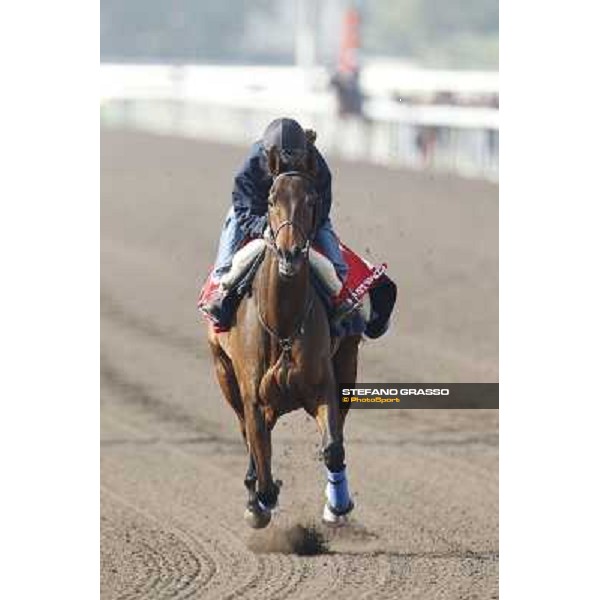 Morning trackworks at Sha Tin racecourse - Cirrus des Aigles Hong Kong, 10th dec. 2011 ph.Stefano Grasso