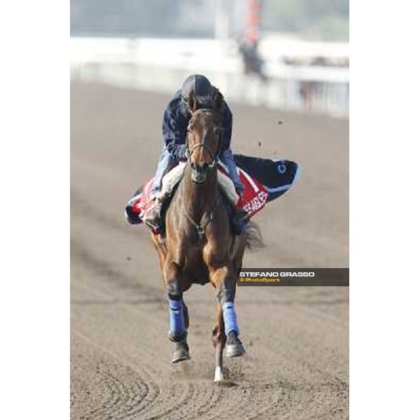 Morning trackworks at Sha Tin racecourse - Cirrus des Aigles Hong Kong, 10th dec. 2011 ph.Stefano Grasso