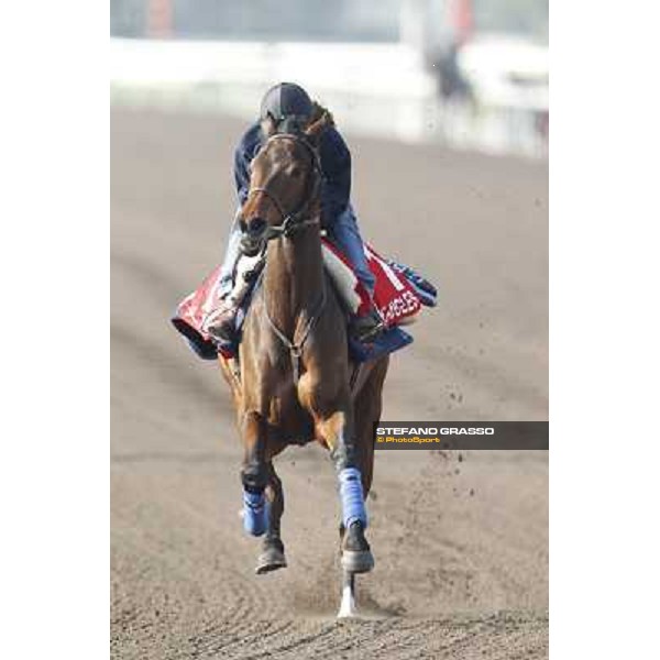 Morning trackworks at Sha Tin racecourse - Cirrus des Aigles Hong Kong, 10th dec. 2011 ph.Stefano Grasso