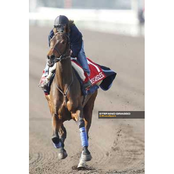 Morning trackworks at Sha Tin racecourse - Cirrus des Aigles Hong Kong, 10th dec. 2011 ph.Stefano Grasso