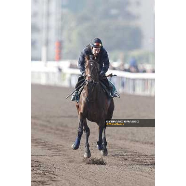 Morning trackworks at Sha Tin racecourse - Jakkalberry Hong Kong, 10th dec. 2011 ph.Stefano Grasso