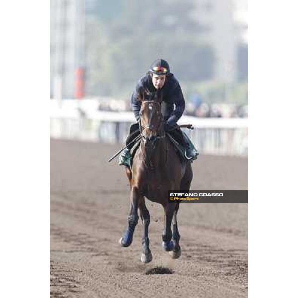 Morning trackworks at Sha Tin racecourse - Jakkalberry Hong Kong, 10th dec. 2011 ph.Stefano Grasso