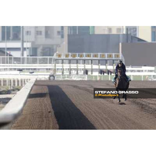 Morning trackworks at Sha Tin racecourse - Jakkalberry Hong Kong, 10th dec. 2011 ph.Stefano Grasso